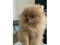 teacup pomeranian for sale gumtree